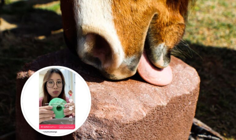 Nächster millionenfacher TikTok-Irrsinn: Jugendliche lecken Pferdesalzsteine (VIDEO)
